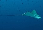 Cartilaginous Fish